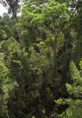 Baumkronen von Urwaldriesen in einem tropischen Regenwald