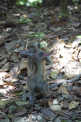 Wildlebender Rhesusaffe in einem asiatischen Regenwald