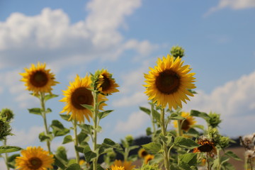 Obraz premium Sonnenblumen