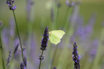 papillon . Le Citron