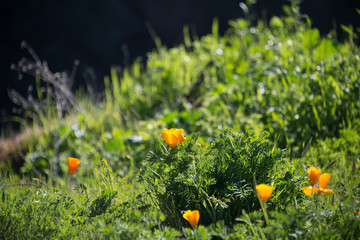 Wild flowers and green leafs