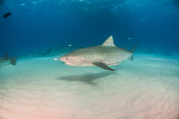 Fototapeta premium Rekin tygrysi w Tigerbeach na Bahamach