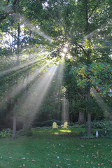 Sun beams peeping through trees