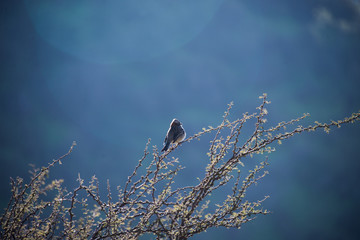 A little bird on a deep blue background