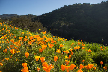 Wild orange flowers