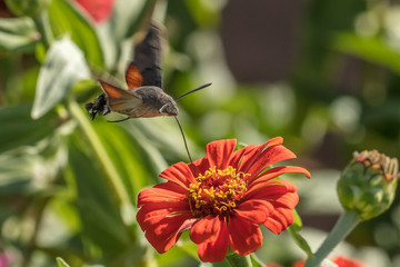 raupenschwänzchen