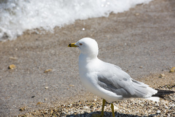 Single seagull standing on edge of lake
