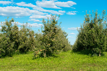 Obraz premium apple orchard on a sunny day