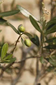 Olives sur une branche d'olivier, Cévennes