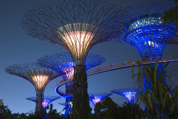 Supertrees in den Bay Gardens in Singapur