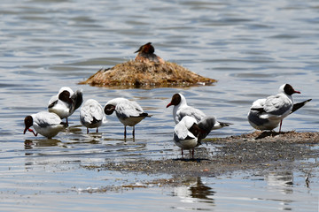 Brown-headed gulls (Chroicocephalus brunnicephalus) on the shore of lake Manasarovar. Tibet
