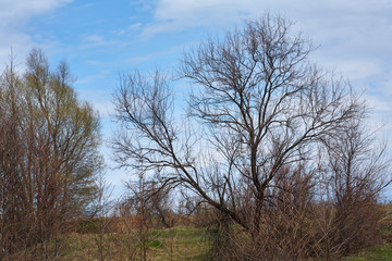 Dried trees on a background of yellow grass and blue sky.
