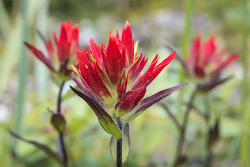 Indian Paintbrush, Glacier Bay, Alaska