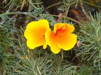 Flowers and grasses on the N. California coast