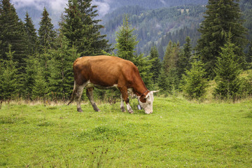 Fototapeta na wymiar Cow grazing in a summer mountain meadow in the Carpathians, Romania