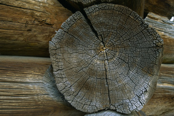 Cut old logs