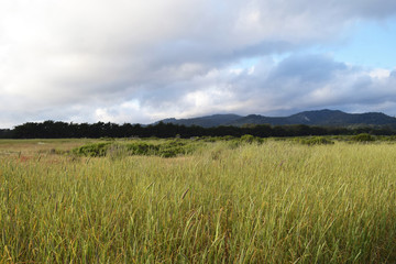Flowers and grasses on the N. California coast