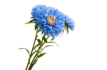 blue aster isolated