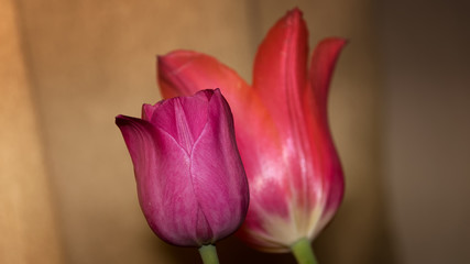 Red and purple tulips on yellow background