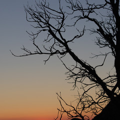 Mountain Trees