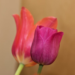 Red and purple tulips on yellow background