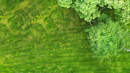 Aerial view of a fragment of a green park with trees and natural grass lawn. Garden background with a copy space.