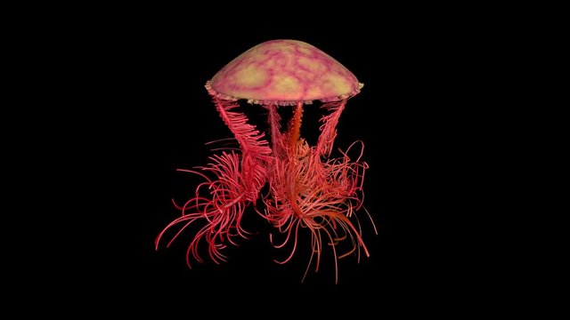 Jellyfish with tentacles. Transparent skin. 3d animation.Black and white alpha matte