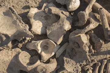 The legacy of the Ottoman Empire. Exhumation of executed people. Burial near the death tower in the Bender fortress. Bones of people executed by the Turks.