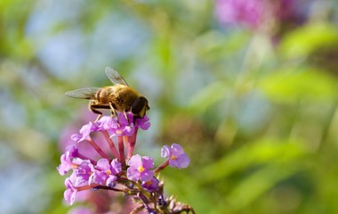 silfide su infiorescenza di buddleja davidii