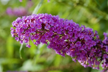 Obraz premium Pianta delle farfalle, buddleja davidii, particolare di una infiorescenza a pannocchia color lilla