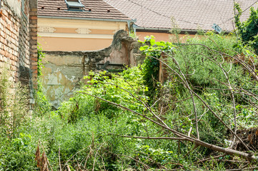 Old collapsed ruin and abandoned house in the jungle overgrown with green plants after ages
