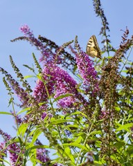 fiori a pannocchia della pianta Buddleja davidii (pianta delle farfalle) con farfalla Papilio machaon (macaone)