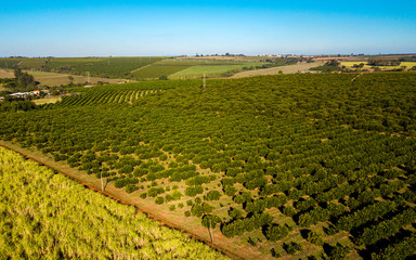 Aéreas drone agronegócios