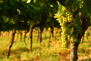 Fototapeta premium white grapes on vineyards in Chianti region. Tuscany, Italy.
