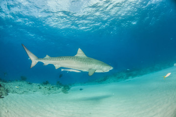 Tiger shark at Tigerbeach, Bahamas