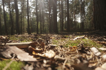  Piece Of Forest Floor In Autumnal Colors 