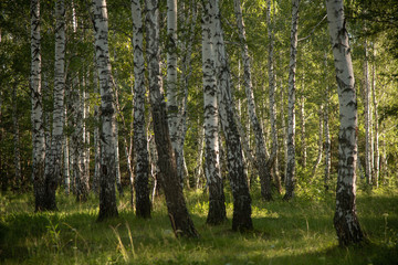 Naklejka premium Birch forest in summer