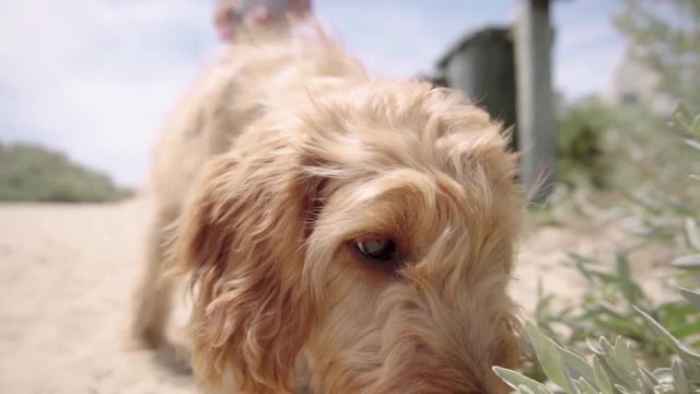 SLOWMO Spoodle walking on a Brighton beach sniffing in Melbourne Australia