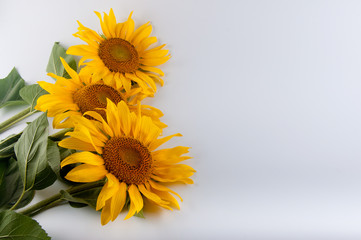 Three nice summer sunflowers laying on white background