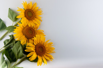 Copy space paste text. Three bright yellow sunflowers laying on white background