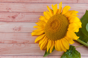 Nice summer yellow sunflower laying on wooden background