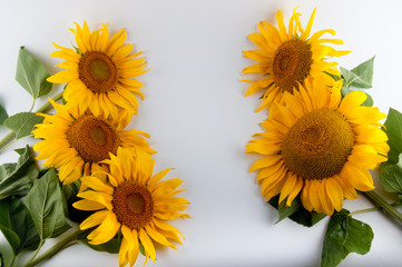 Five bright summer sunflowers laying on white background