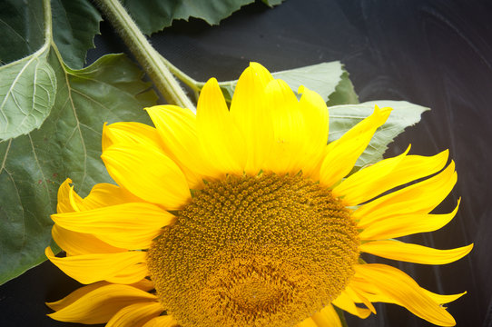 Fragment of nice bright sonflower laying on black background