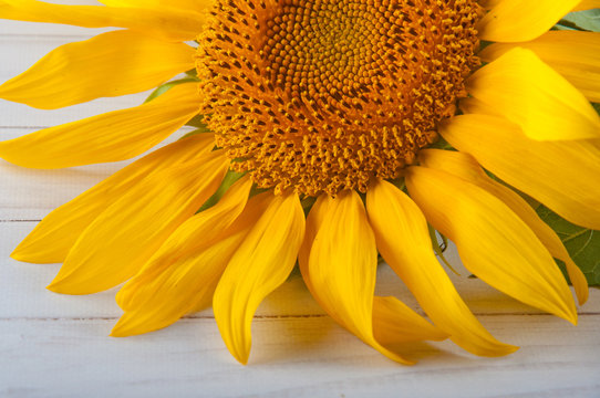 Detail of yellow sunflower laying on white background