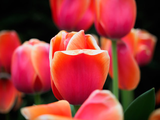 Rote Tulpe im Detail