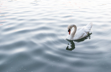 Schwan auf dem Wasser