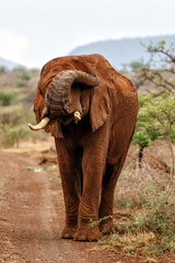 Fototapeta na wymiar Elephant bull walking in Zimanga Game Reserve in South Africa with red dust on his skin after a dust bath 