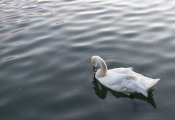 Schwan auf dem Wasser