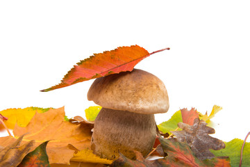 white mushroom isolated