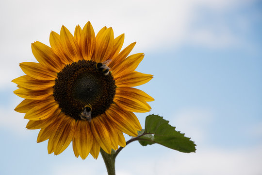 Sonnenblume mit Hummel / Biene